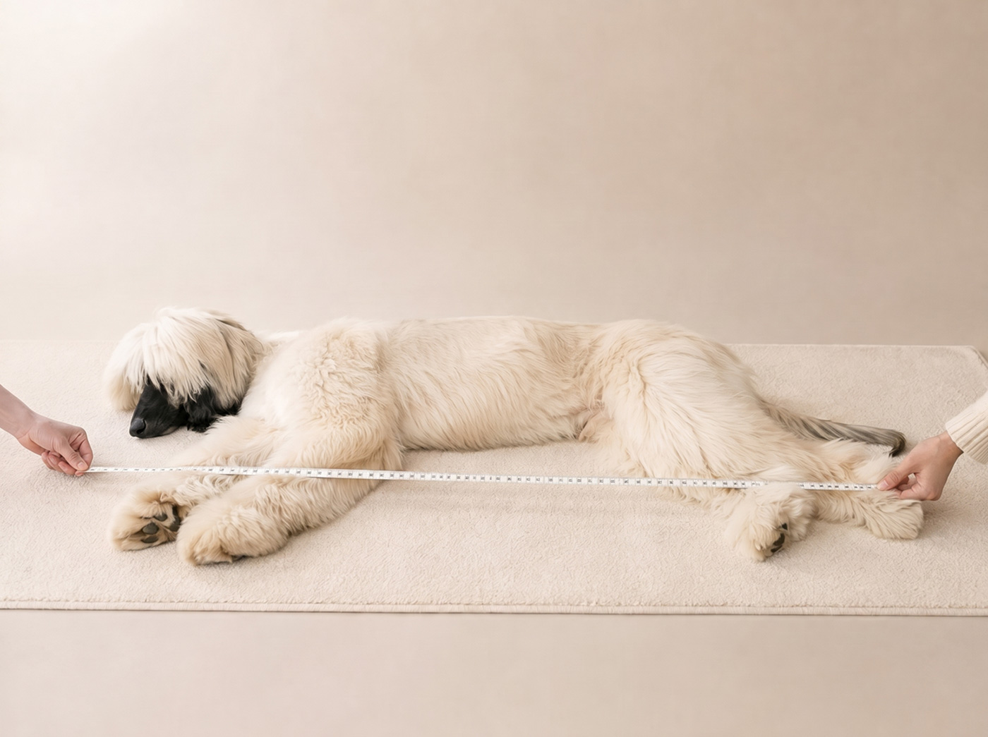 Medición de una mascota mientras descansa